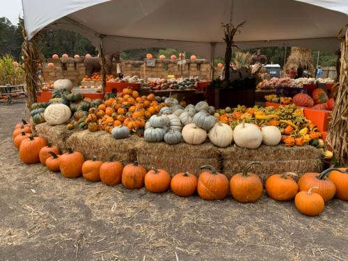 A vibrant pumpkin patch featuring various pumpkins and gourds displayed on hay bales under a large tent.