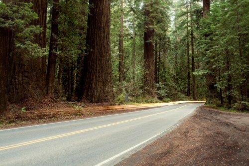 Avenue of Giants, the 31-mile scenic highway in Northern California that winds through towering, ancient coast redwoods