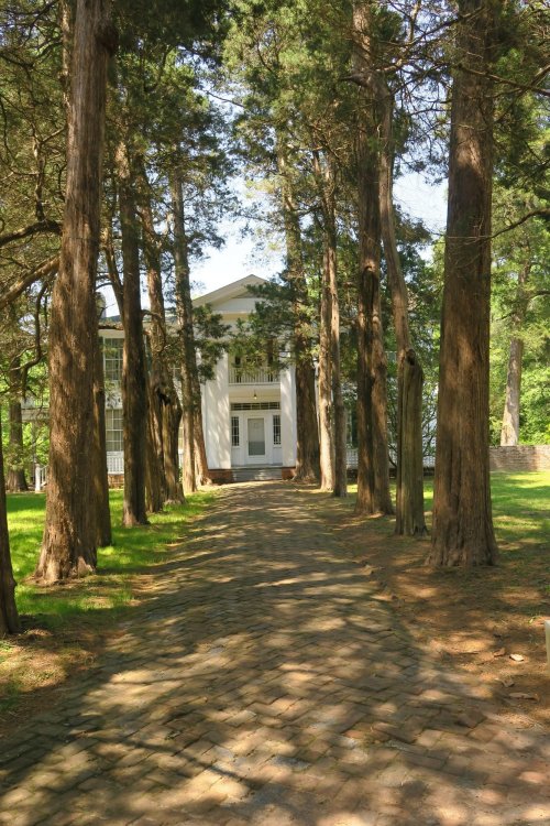A tree-lined path leads to a white building, surrounded by greenery and sunlight filtering through the branches.