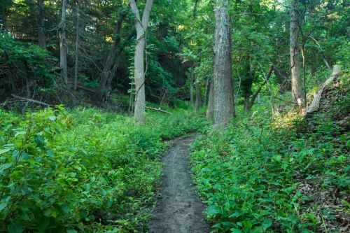 A winding dirt path through a lush green forest with tall trees and dense underbrush.