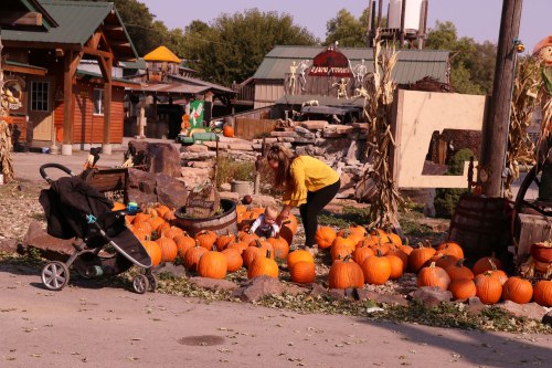 A woman in a yellow shirt kneels among pumpkins while a baby sits in a stroller nearby at a pumpkin patch.