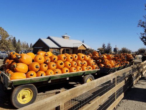 A row of orange pumpkins stacked on green carts outside a rustic building under a clear blue sky.