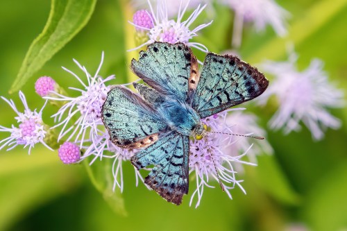 A vibrant blue butterfly perched on delicate purple flowers, surrounded by lush green foliage.