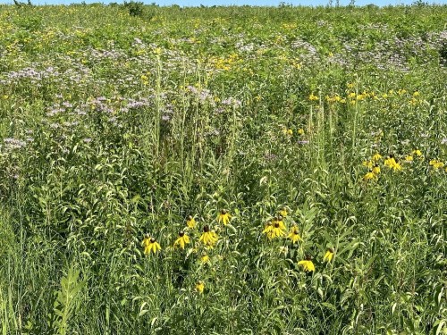 A vibrant field filled with yellow and purple wildflowers under a clear blue sky.
