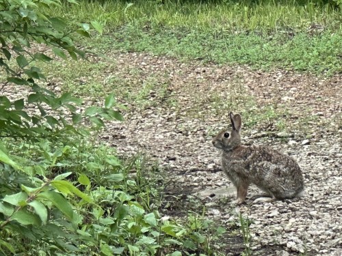 A rabbit sits on a gravel path surrounded by green grass and foliage.