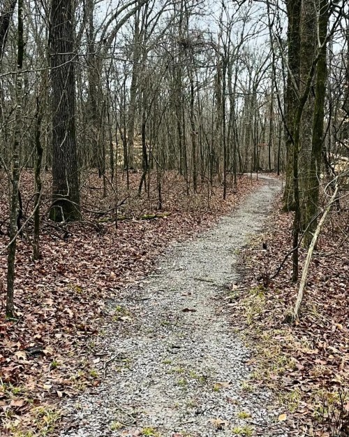 A gravel path winding through a leaf-strewn forest with bare trees in a tranquil, overcast setting.