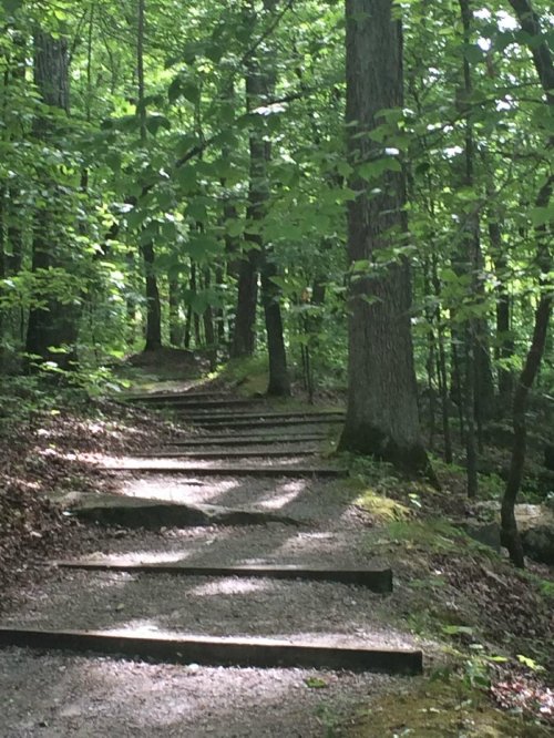 A serene forest path with wooden steps, surrounded by lush green trees and dappled sunlight.