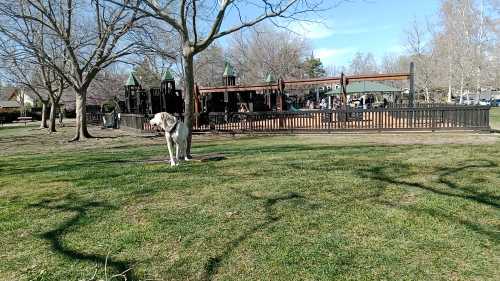 A dog stands on green grass in a park, with a playground and trees in the background under a clear blue sky.