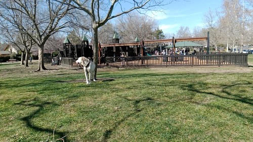 A dog stands on green grass in a park, with a playground and trees in the background under a clear blue sky.