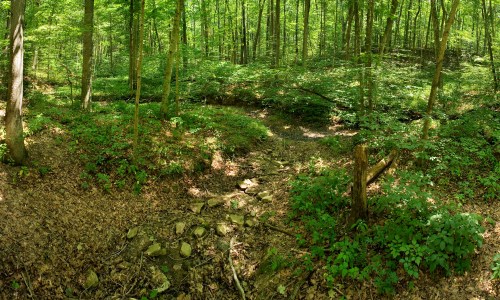 A lush green forest with trees, underbrush, and a rocky creek bed, showcasing vibrant foliage and natural tranquility.