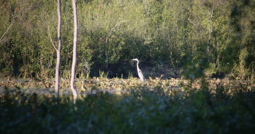 A heron stands among lush greenery and water lilies in a serene wetland environment.