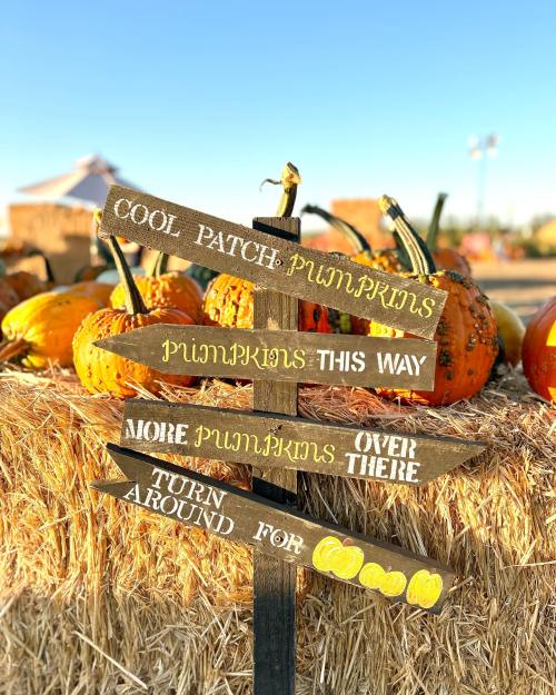 A wooden signpost with arrows pointing to different pumpkin areas, surrounded by pumpkins and hay bales under a clear sky.
