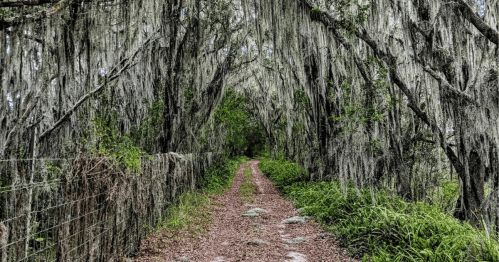 A serene dirt path lined with trees draped in Spanish moss, creating a tranquil, shaded tunnel effect.