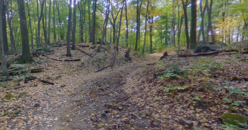 A winding dirt path through a forest with autumn leaves scattered on the ground and trees in vibrant colors.