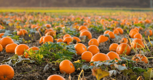 A pumpkin patch filled with bright orange pumpkins scattered across a field with green leaves.