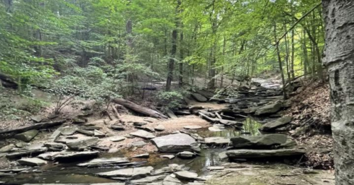 A serene forest scene with a rocky stream, surrounded by lush green trees and a peaceful, natural landscape.