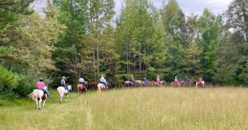 A group of riders on horseback walking through a grassy area with trees in the background.