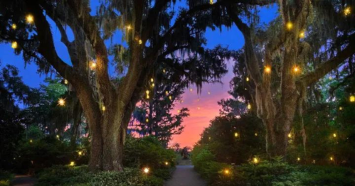 A serene pathway lined with large trees draped in Spanish moss, illuminated by glowing lights against a sunset sky.