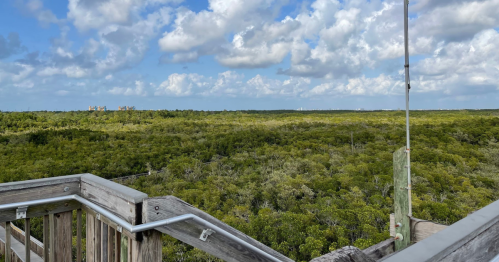 A wooden observation deck overlooking a lush green mangrove forest under a partly cloudy sky.