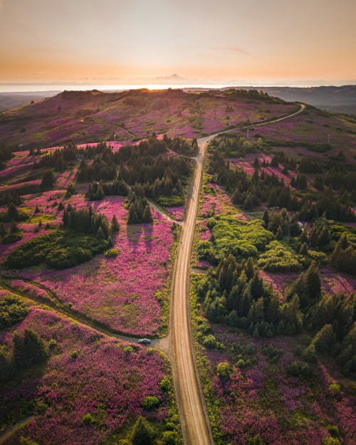 Aerial view of a dirt road winding through vibrant pink flowers and green trees, with mountains in the background at sunset.