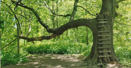 A large tree with a prominent branch and a wooden ladder leading up, surrounded by lush green foliage.