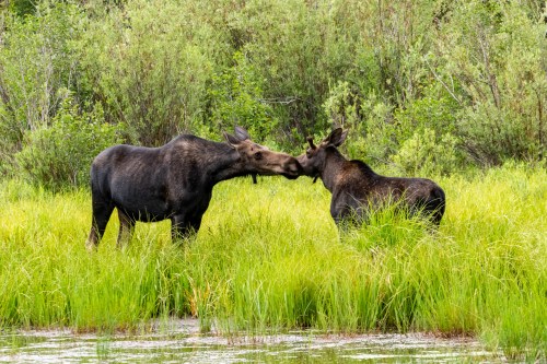 Two moose gently touching noses in a lush green meadow near a calm water body.