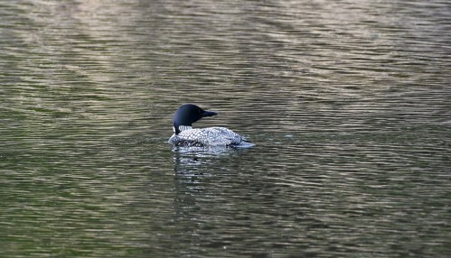 A loon swimming on a calm lake, its distinctive black and white plumage reflecting on the water's surface.