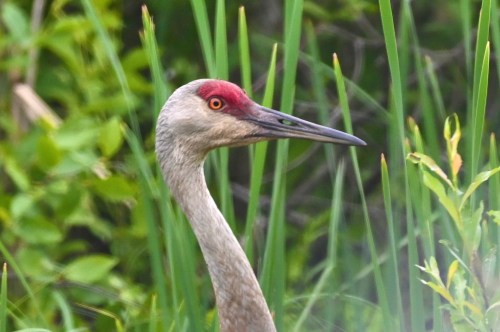 A close-up of a crane with a red crown, surrounded by green grass and foliage.