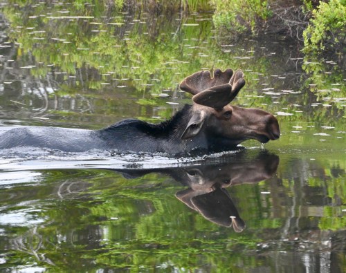 A moose swimming in a calm lake, surrounded by lush greenery and reflecting in the water.