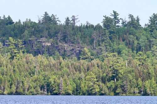 Lush green forest with tall trees lining a calm lake under a clear blue sky.
