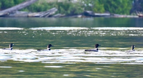 Four loons swimming in a calm lake, surrounded by greenery and reflections on the water's surface.