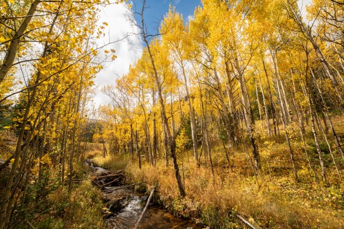 A serene stream flows through a forest of vibrant yellow aspen trees under a partly cloudy sky.