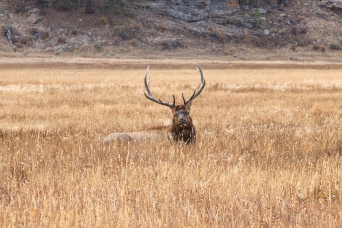 A majestic elk with large antlers stands in a golden grassy field, surrounded by rocky terrain.
