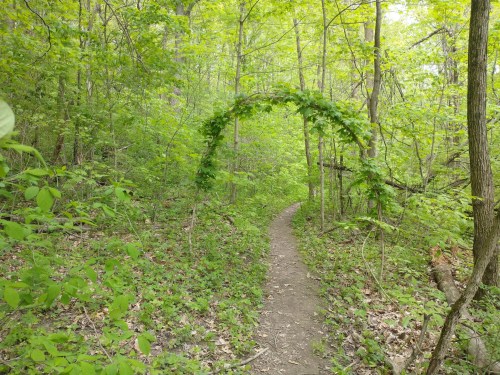 A winding dirt path through a lush green forest, framed by an arch of leaves overhead.
