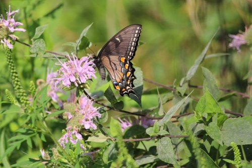 A butterfly perched on pink flowers, surrounded by green foliage in a natural setting.