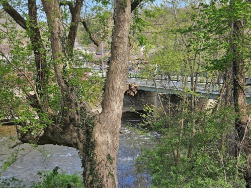 A view of a river with a bridge in the background, surrounded by lush green trees and foliage.