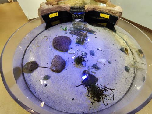 A circular aquarium with sand, rocks, and aquatic plants, featuring a small waterfall and blue lighting.