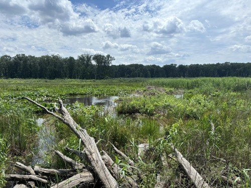 A serene wetland scene with lush greenery, water, and scattered logs under a partly cloudy sky.