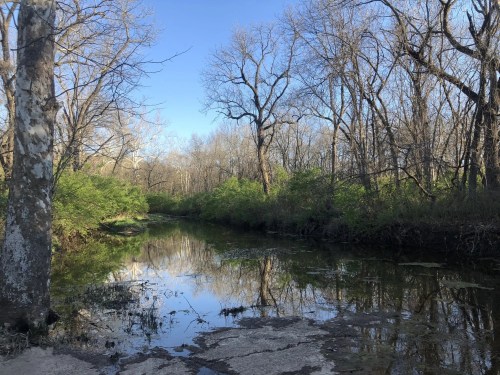 A serene river scene surrounded by bare trees and lush green bushes, reflecting the clear blue sky.