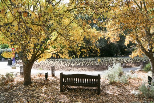 A wooden bench under vibrant yellow autumn trees, surrounded by fallen leaves and a serene landscape.