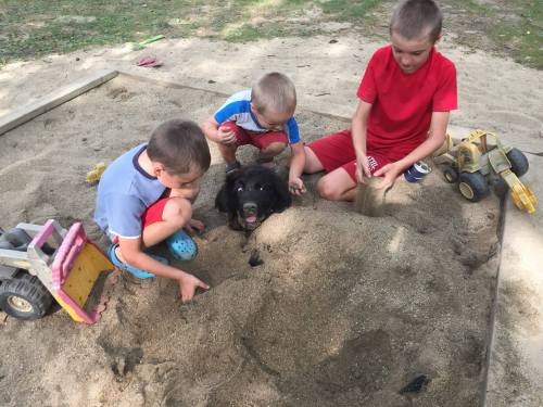 Three children play in a sandbox with a black dog, digging and exploring the sand with toys around them.