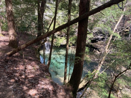 A serene forest scene with trees surrounding a clear, turquoise stream and fallen leaves on the ground.