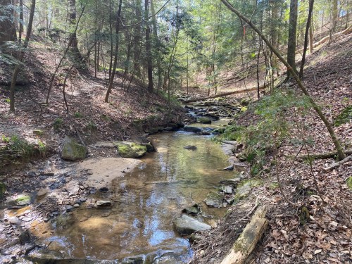 A serene forest scene featuring a small, clear stream flowing over rocks, surrounded by lush greenery and trees.