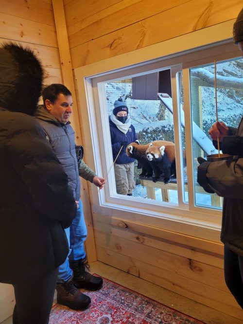 Two red pandas are seen through a window as people interact with them inside a cozy wooden room.