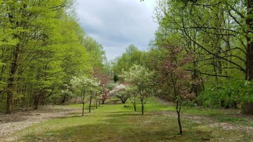 A serene forest scene with green trees and blooming flowers under a cloudy sky, creating a peaceful atmosphere.