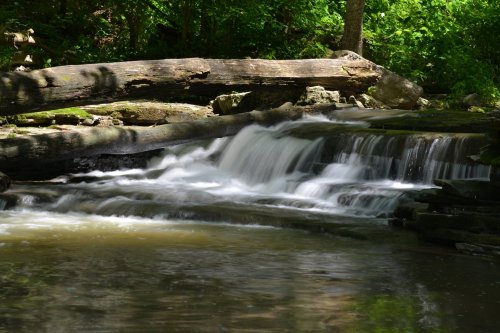 A serene stream flows over rocks and logs, surrounded by lush green foliage in a tranquil forest setting.