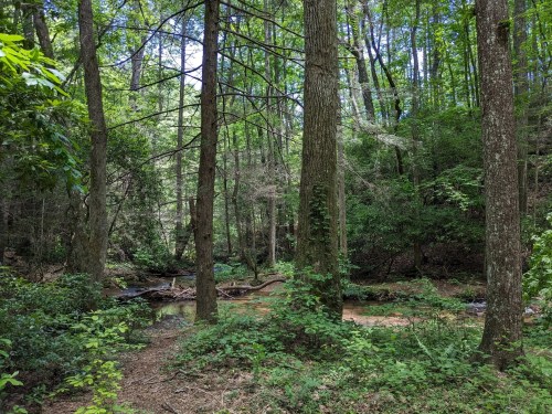 A serene forest scene with tall trees, lush greenery, and a small creek flowing through the underbrush.