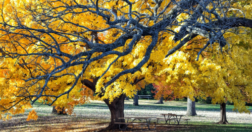 A large tree with vibrant yellow leaves spreads its branches over a grassy area with picnic tables beneath.