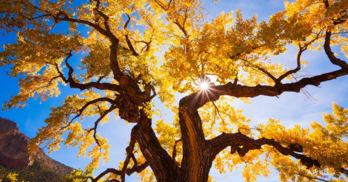 Looking up at a tree covered in vibrant yellow leaves.