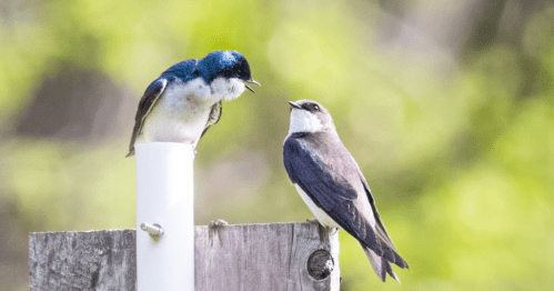 A blue and white bird perched on a post is singing to a brown and white bird nearby. Green foliage in the background.